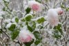 new-roses-in-snow.jpg