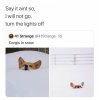 corgis in snow.jpg