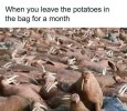 potatoes.jpg