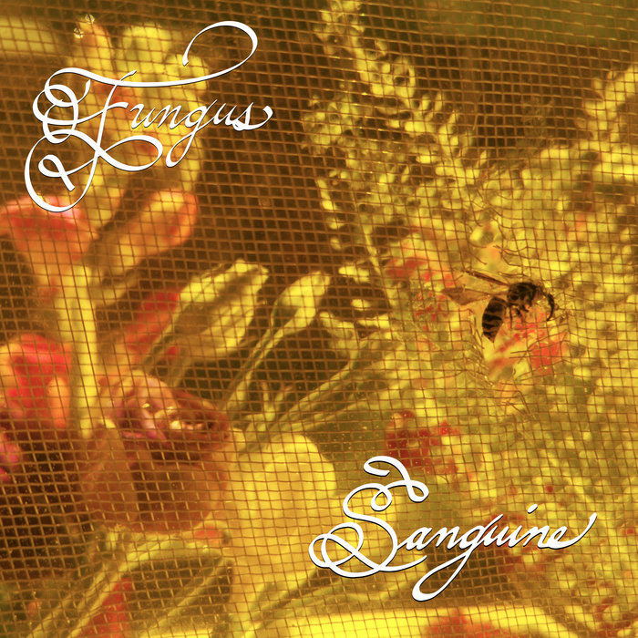 fungusrockhfx.bandcamp.com